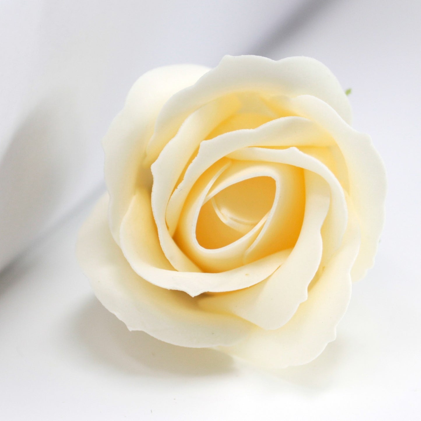 Rose Ivoire