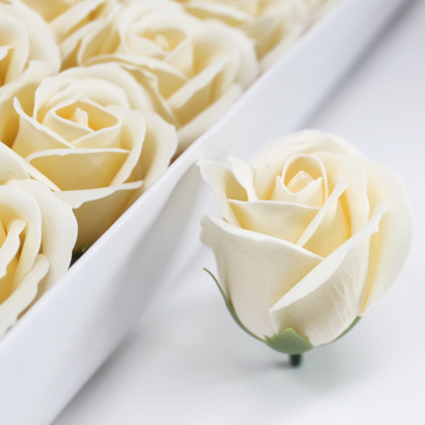 Rose Ivoire
