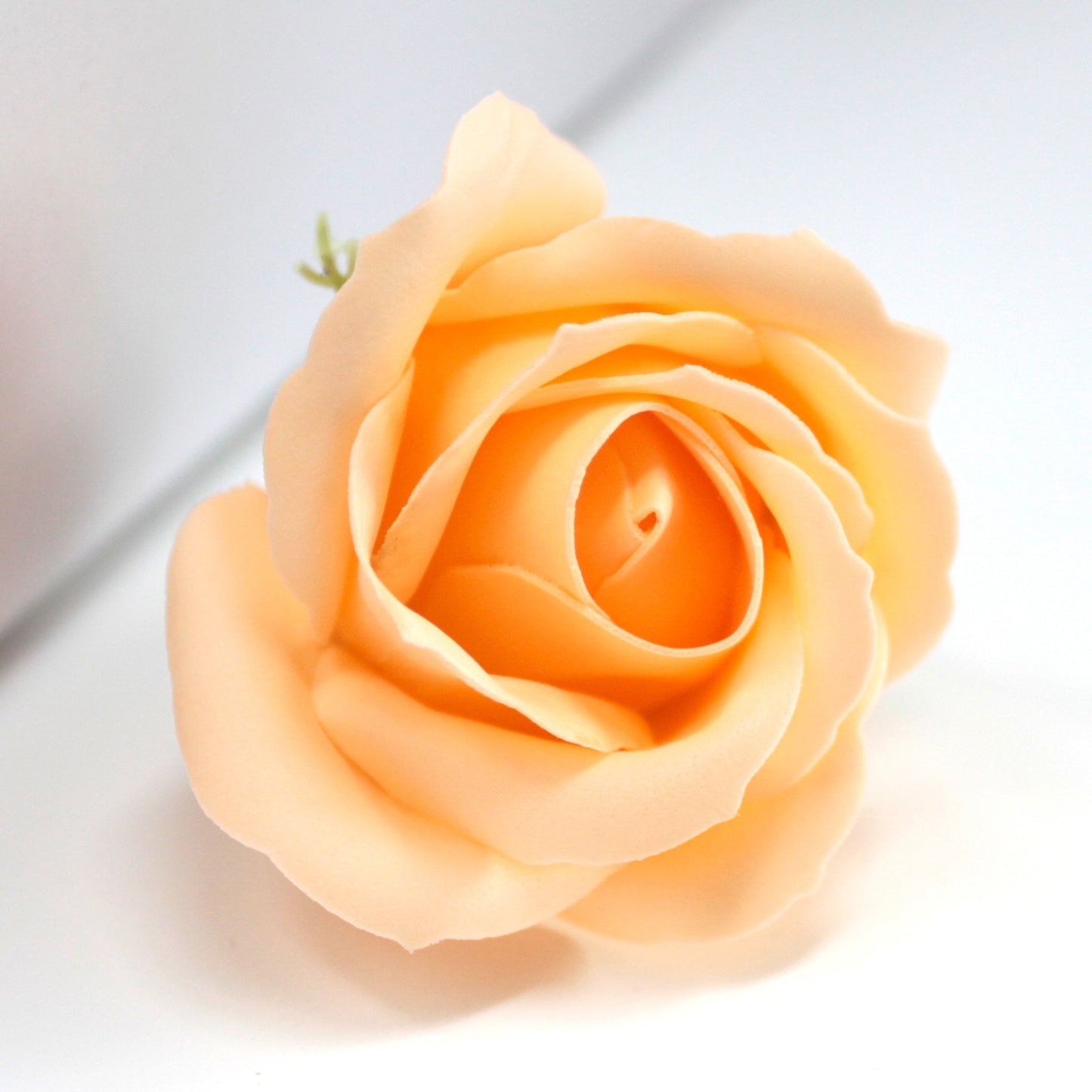 Rose Pêche
