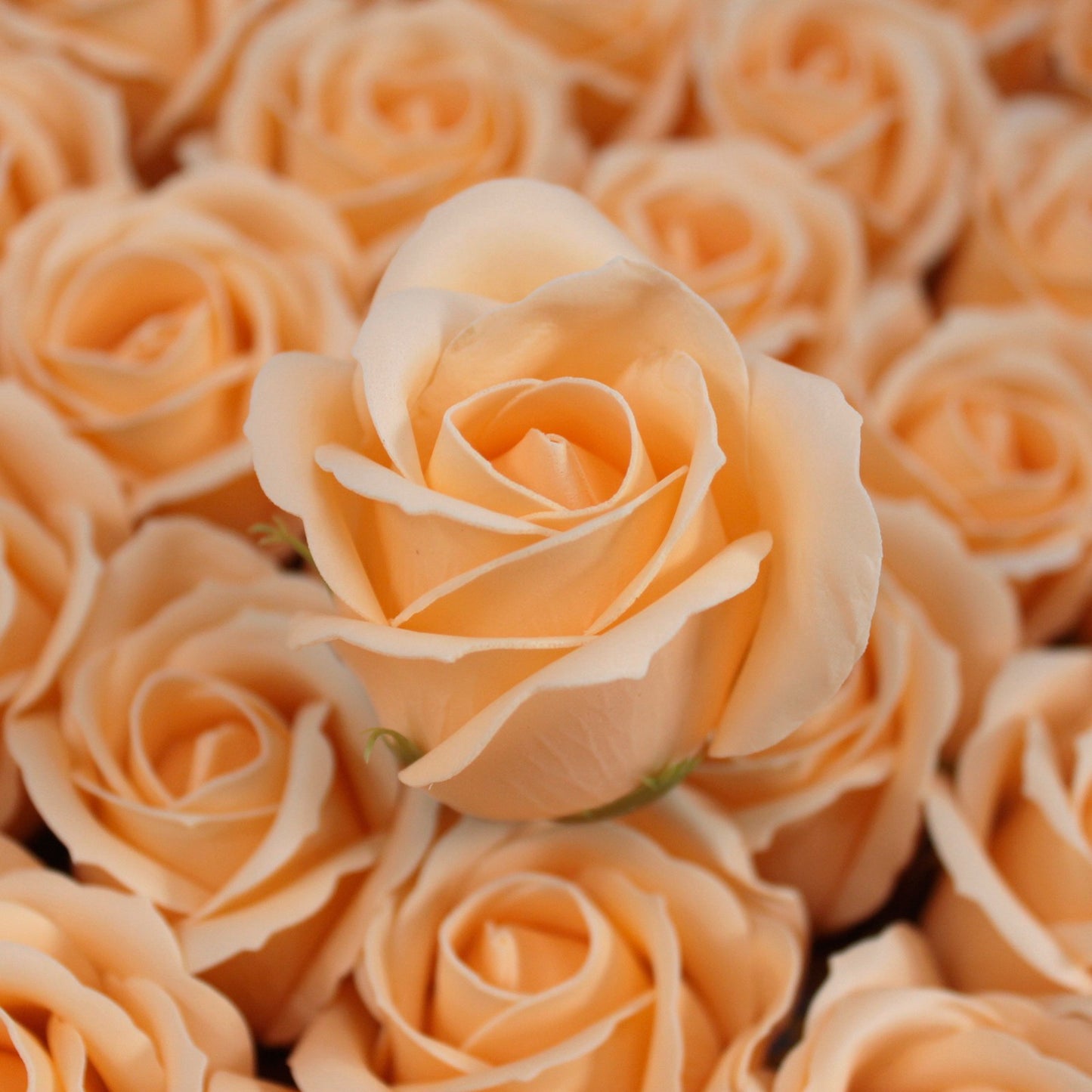 Rose Pêche