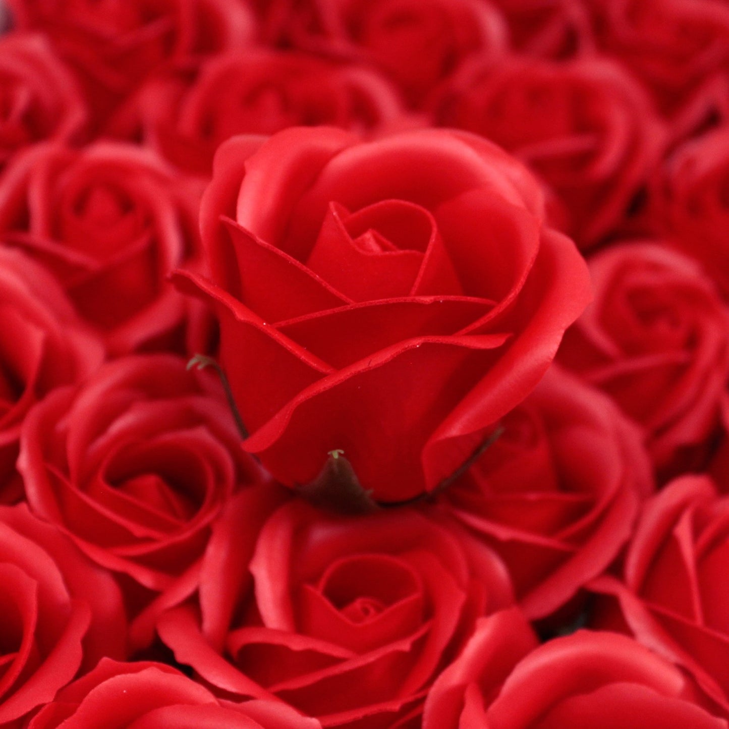 Rose Rouge